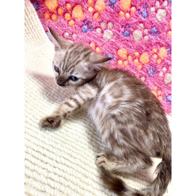 販売中の静岡県のベンガル-117510の3枚目