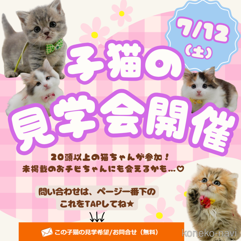 販売中の神奈川県のマンチカン-122279の7枚目