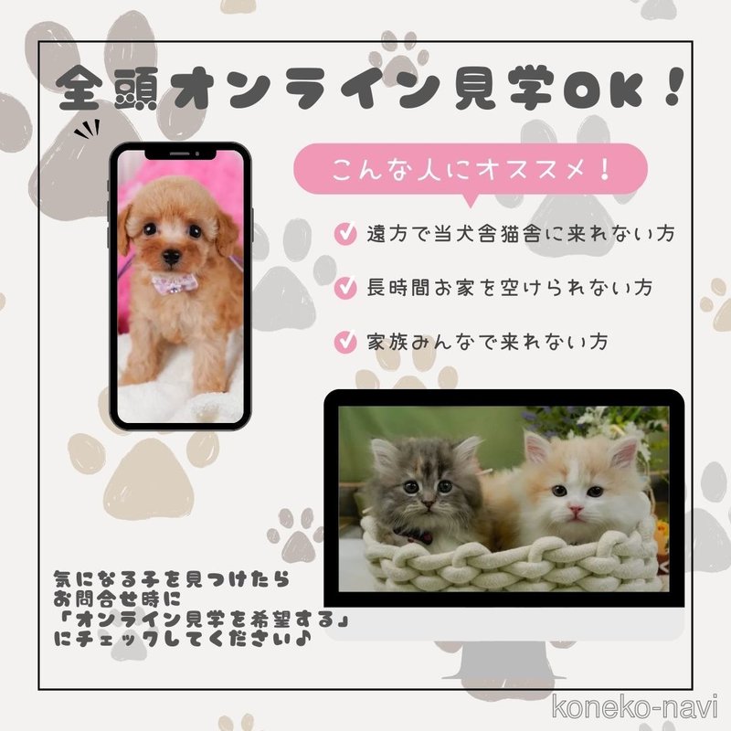 販売中の神奈川県のラガマフィン-122095の5枚目