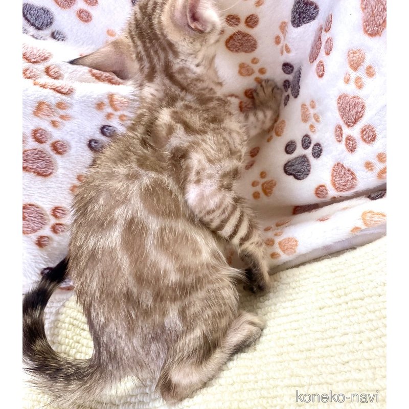 販売中の東京都のベンガル-117354の19枚目
