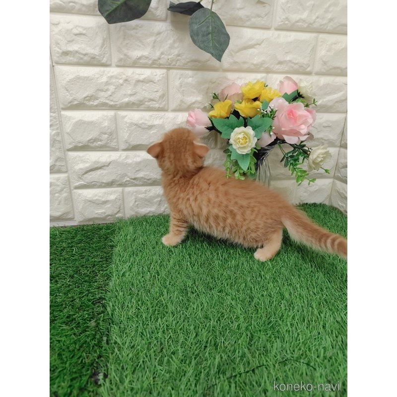 販売中の岡山県のスコティッシュフォールド-122309の4枚目
