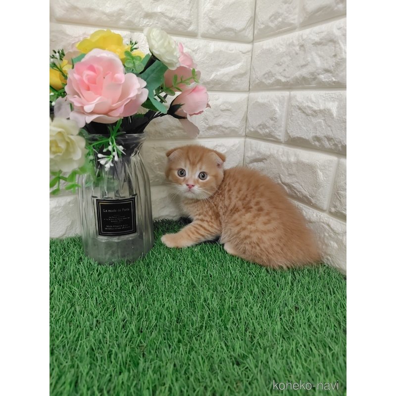 販売中の岡山県のスコティッシュフォールド-122309の6枚目