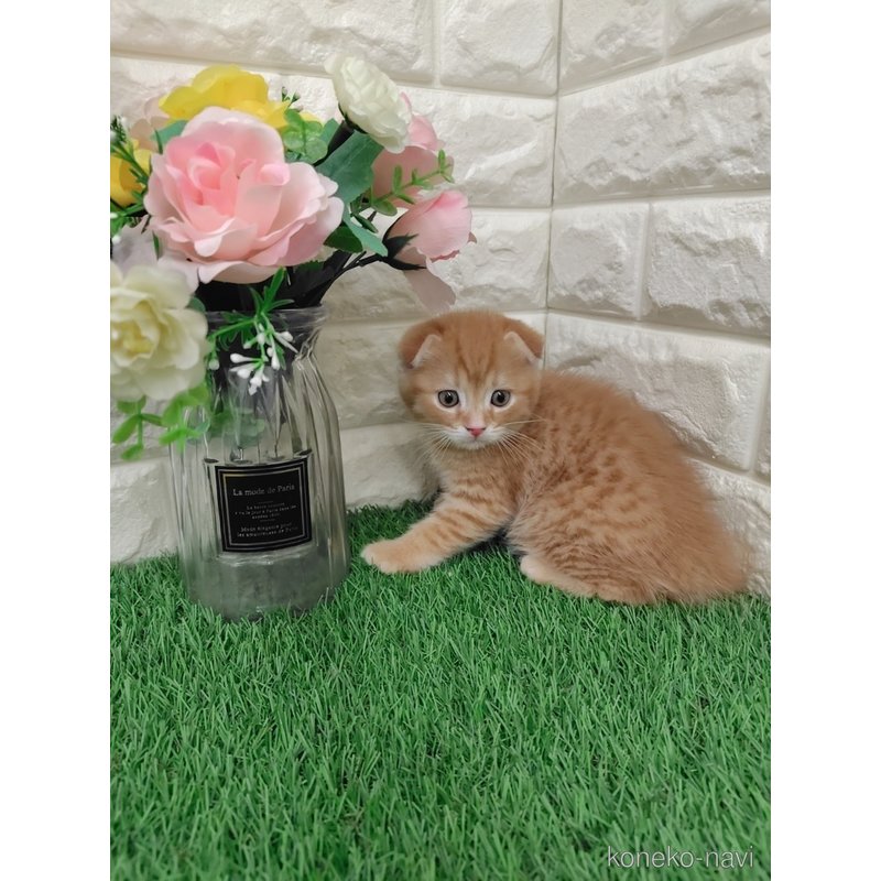 販売中の岡山県のスコティッシュフォールド-122309の5枚目