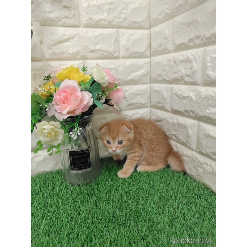 販売中の岡山県のスコティッシュフォールド-122309の7枚目