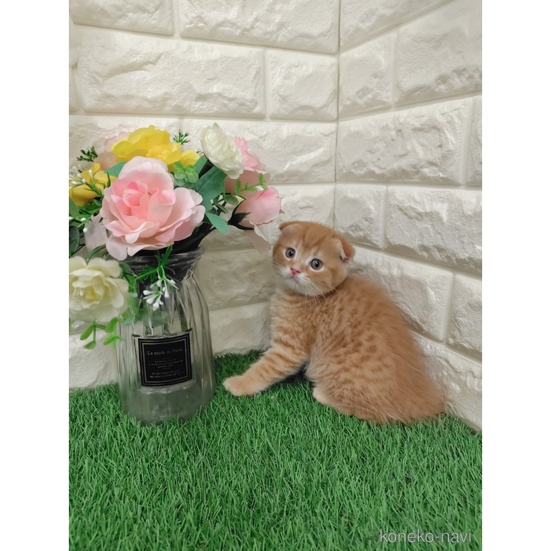 販売中の岡山県のスコティッシュフォールド-122309の8枚目