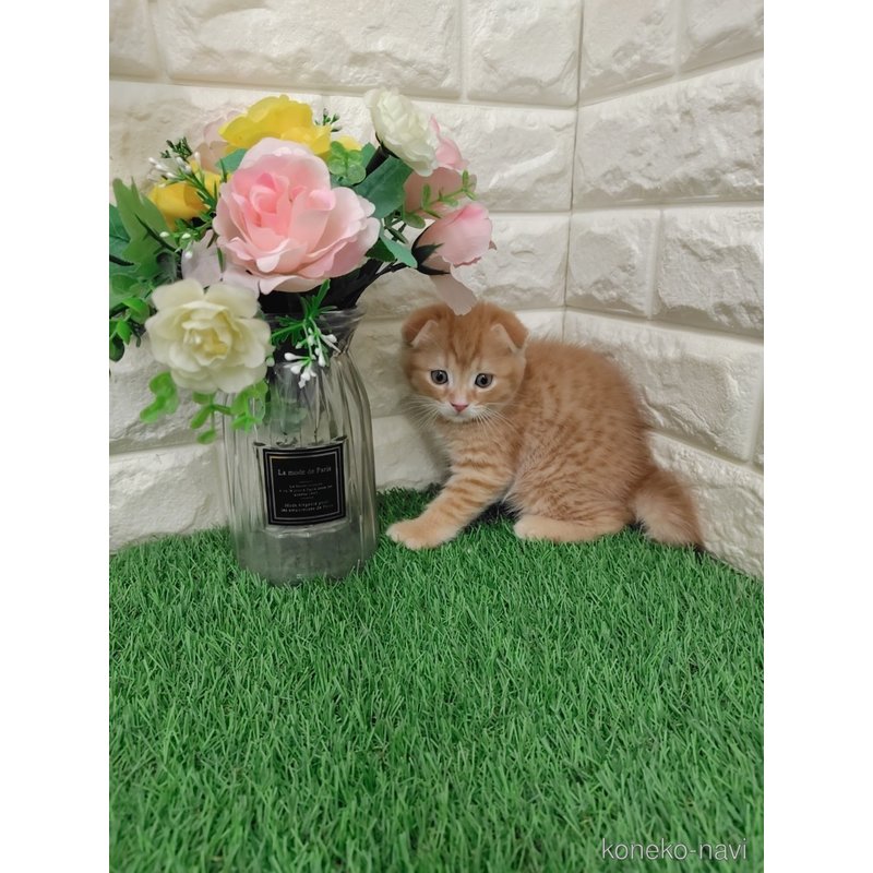販売中の岡山県のスコティッシュフォールド-122309の12枚目