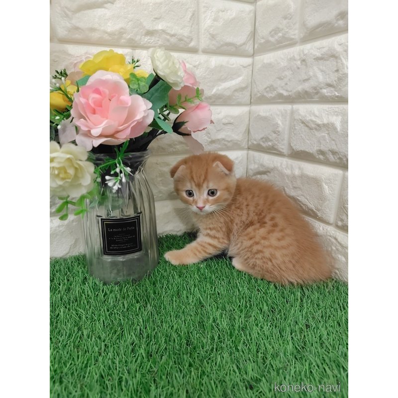 販売中の岡山県のスコティッシュフォールド-122309の11枚目