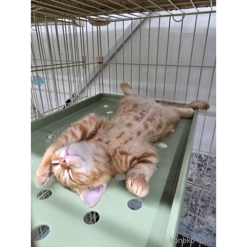 成約済の東京都のマンチカン-118299の2枚目