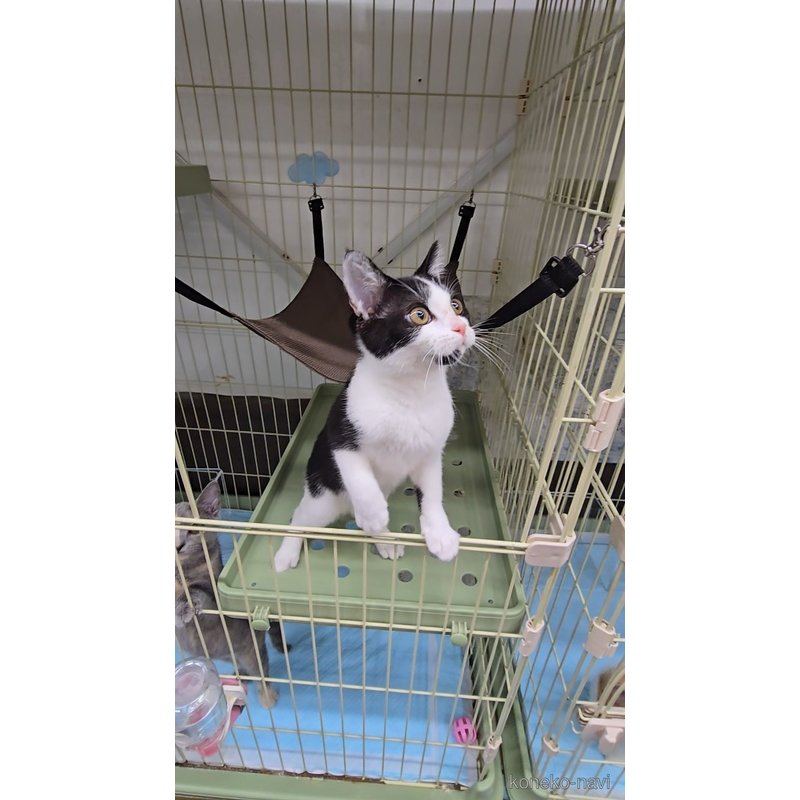販売中の東京都のマンチカン-114960の2枚目