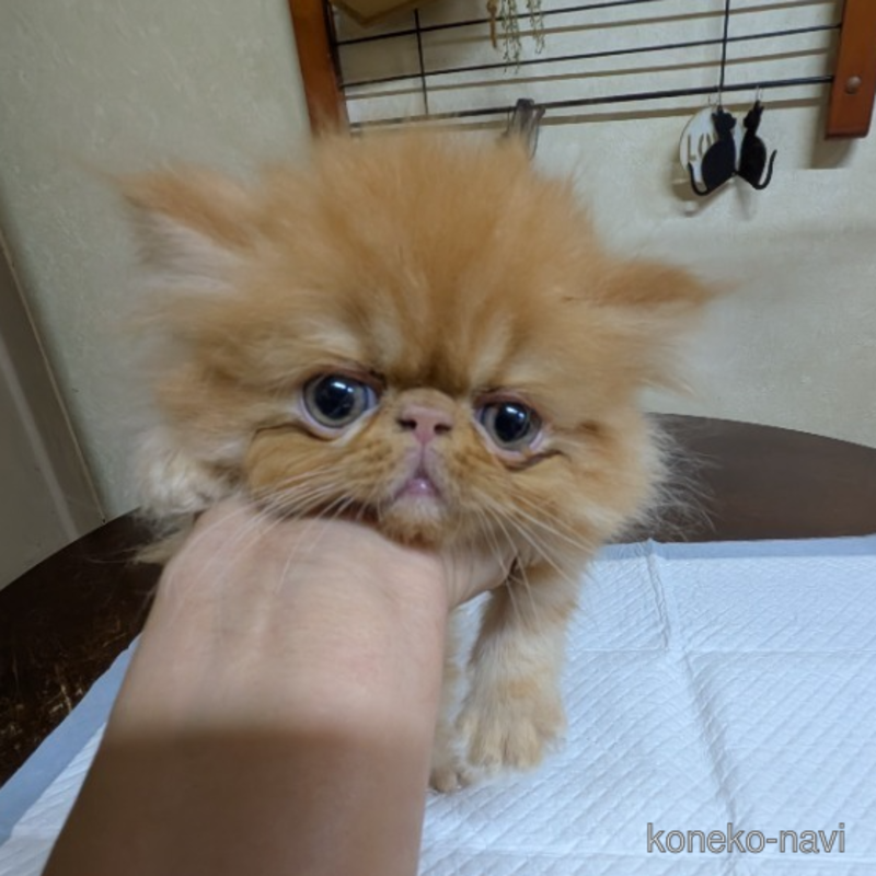 販売中の青森県のエキゾチックロングヘア-120460