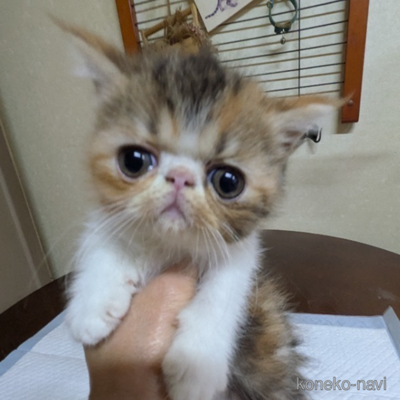 販売中の青森県のエキゾチックショートヘア-120461