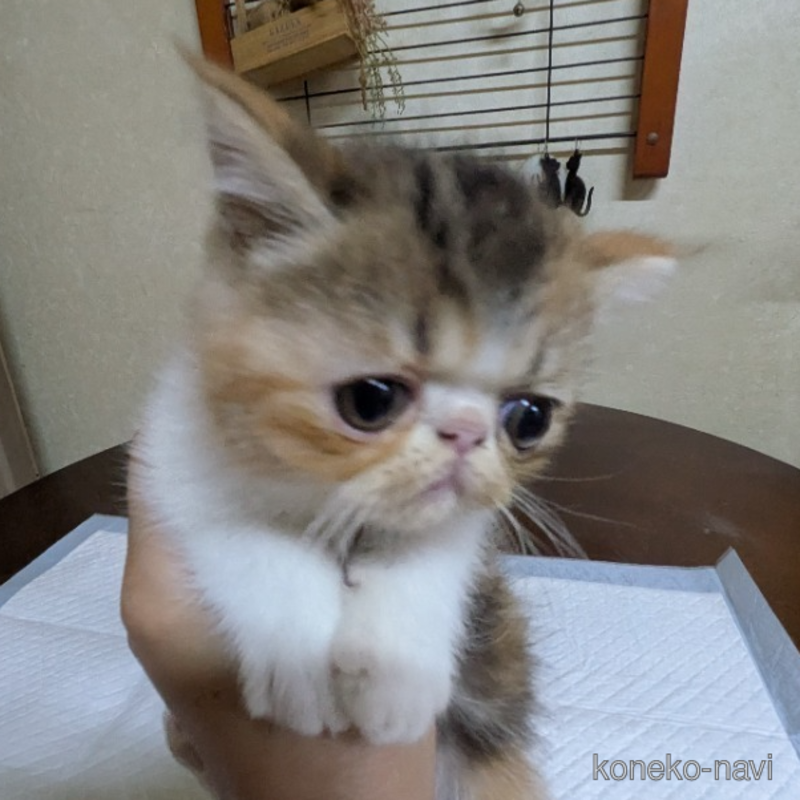 成約済の青森県のエキゾチックショートヘア-120461の3枚目