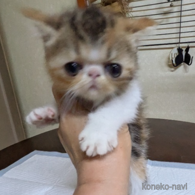 成約済の青森県のエキゾチックショートヘア-120461の2枚目