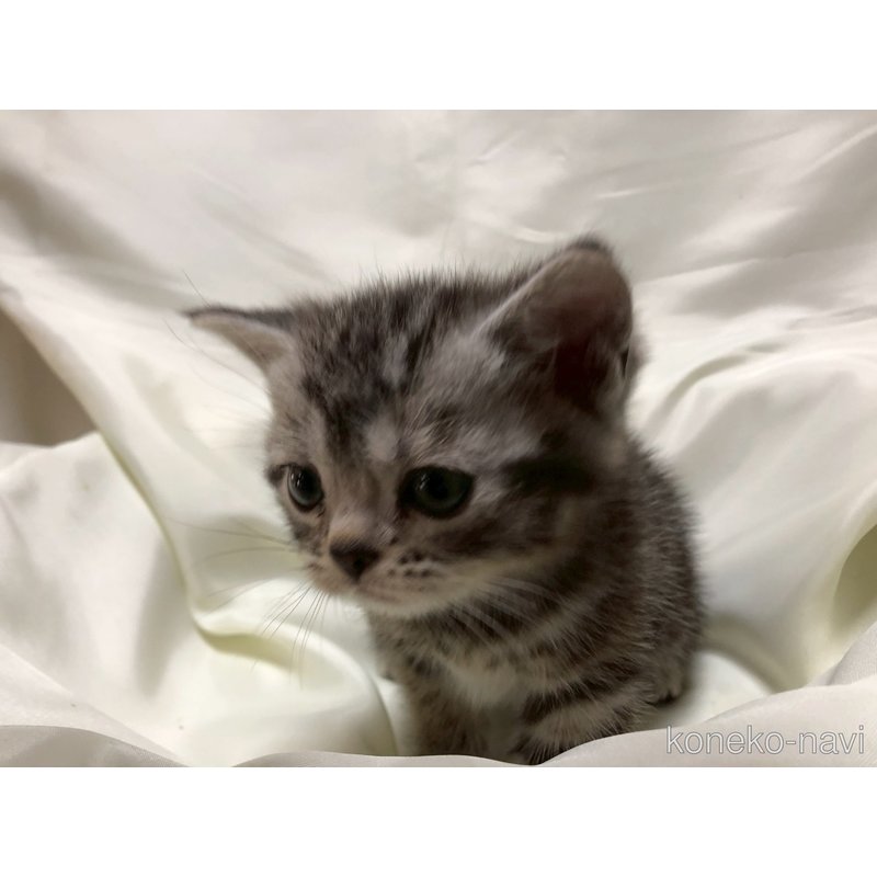 販売中の三重県のアメリカンショートヘア-122349の5枚目
