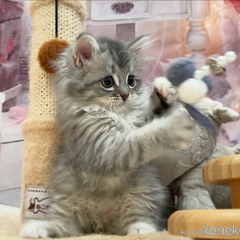 販売中の埼玉県のサイベリアン-122357の1枚目