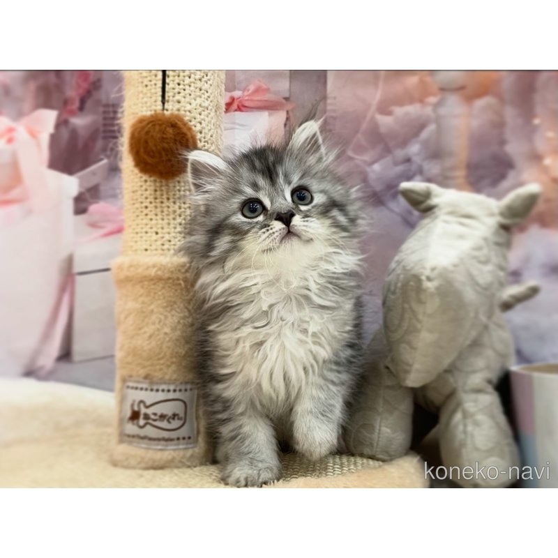 販売中の埼玉県のサイベリアン-122358の3枚目