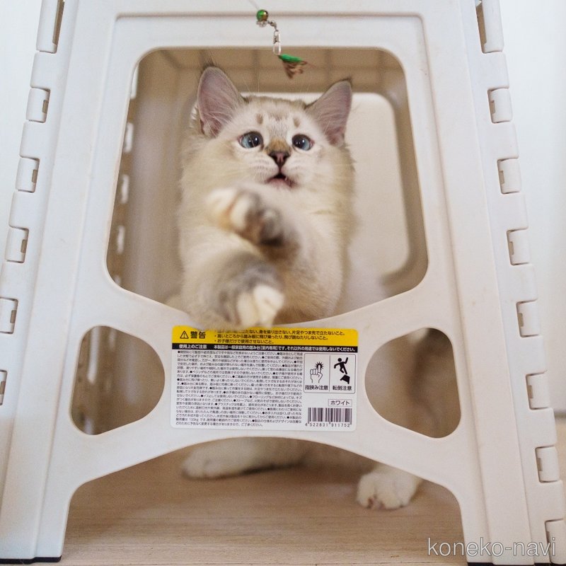 販売中の大阪府のミックス-121920の3枚目
