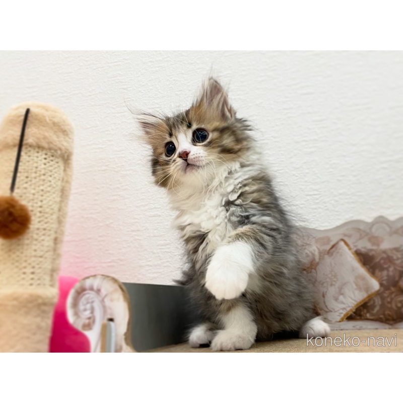 販売中の埼玉県のサイベリアン-122360の9枚目