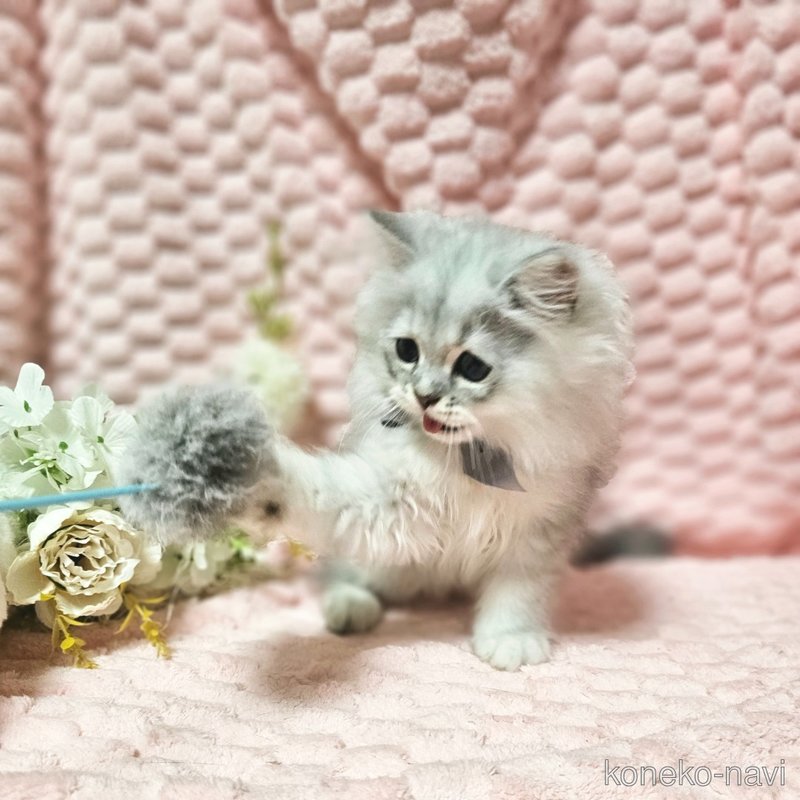販売中の茨城県のペルシャ(チンチラ)-122370の4枚目