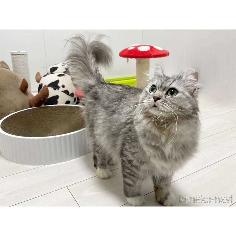 ナイアちゃん1枚目