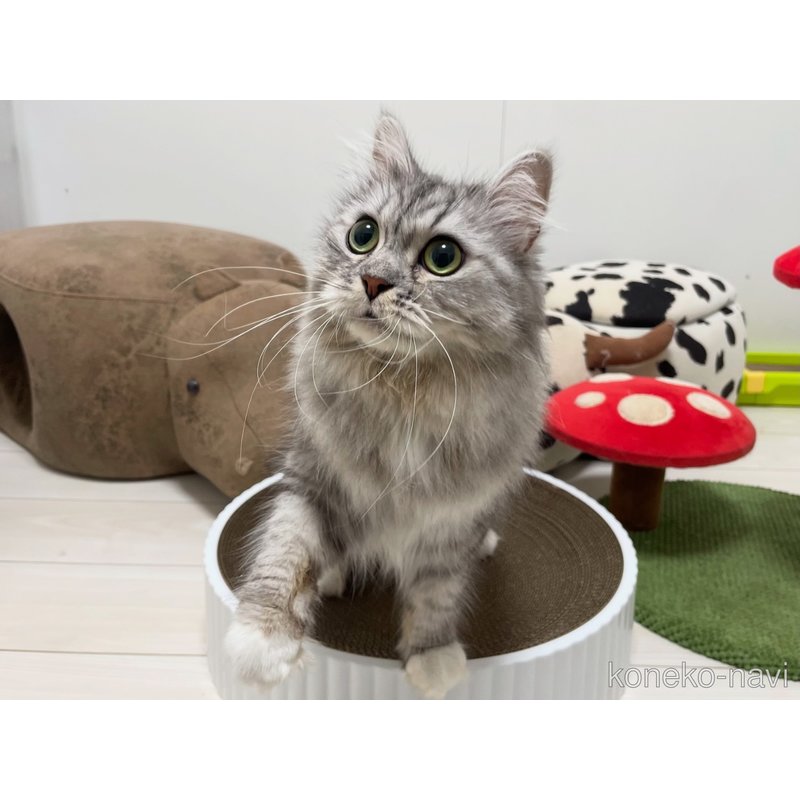 ナイアちゃん1枚目