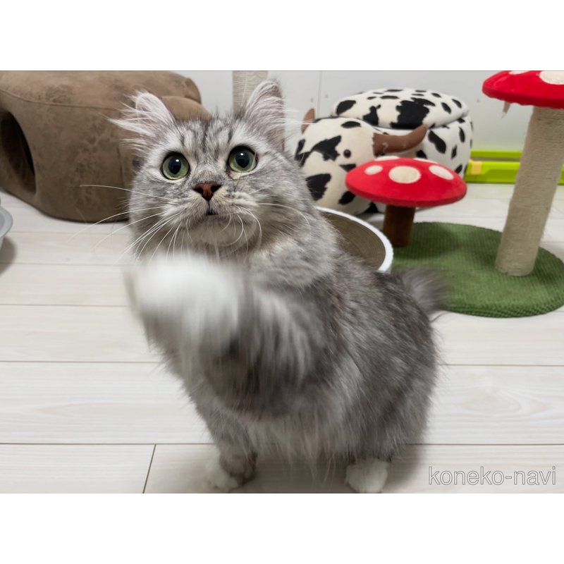 ナイアちゃん1枚目