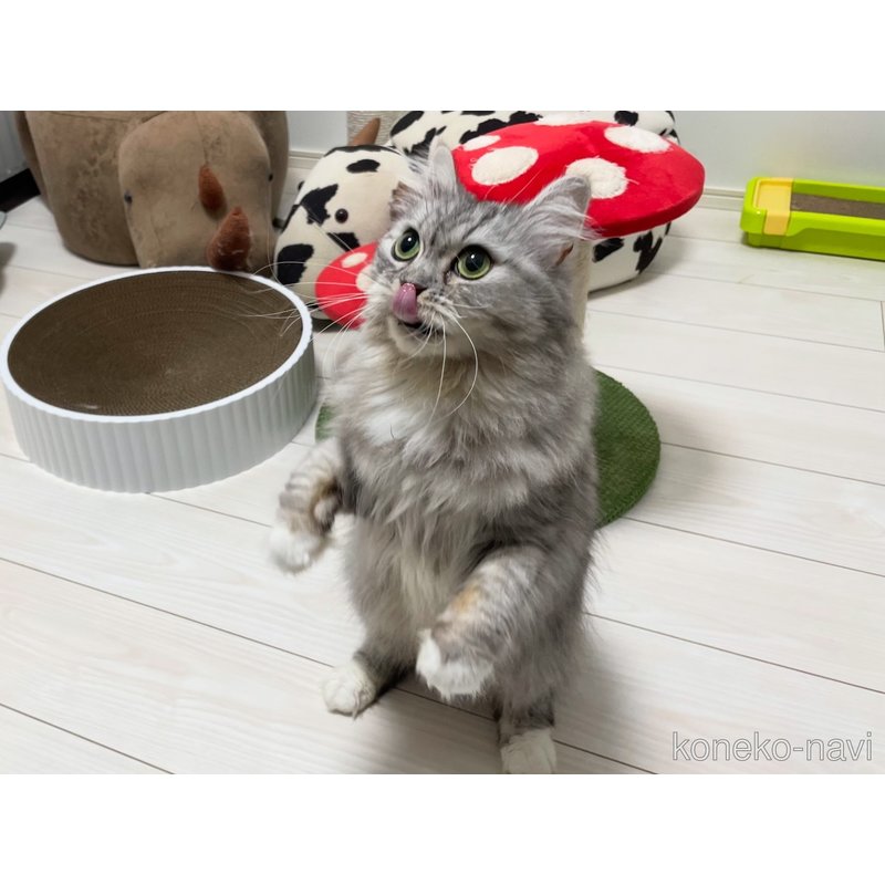 ナイアちゃん1枚目