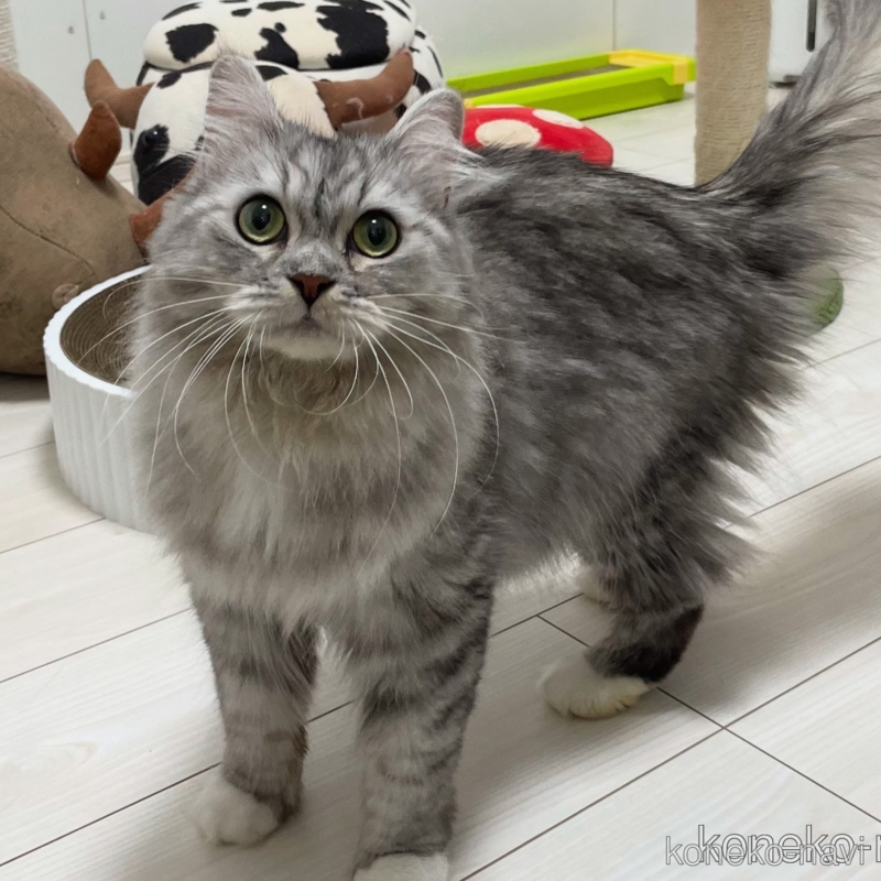 ナイアちゃん1枚目