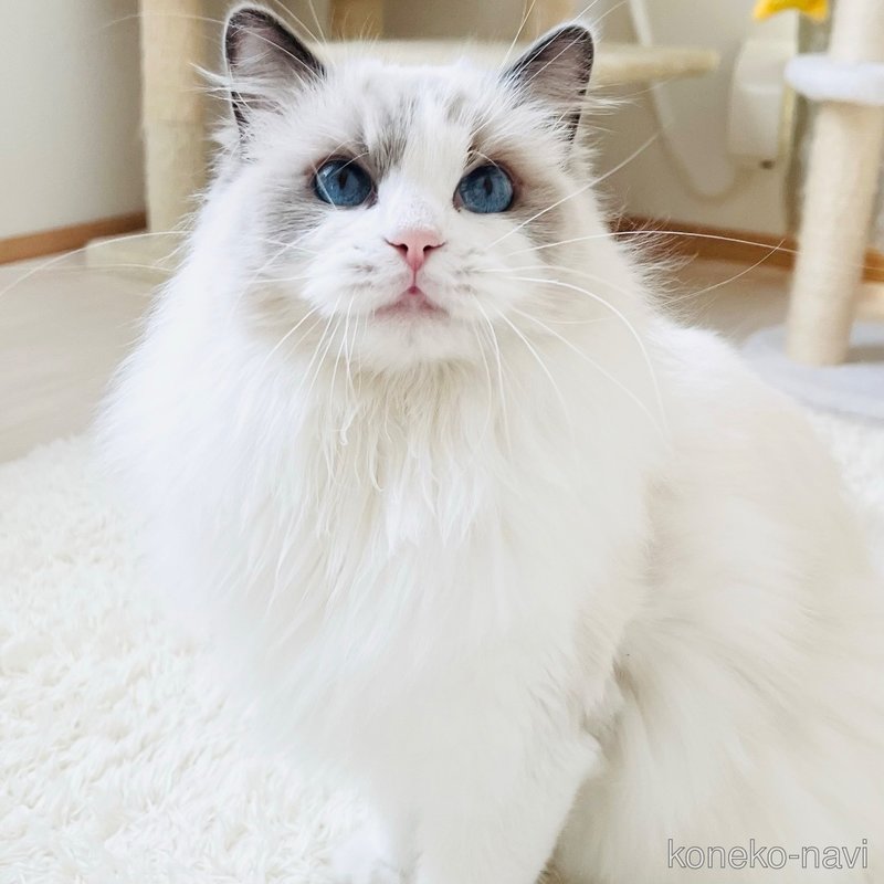 ジュリエットちゃん1枚目