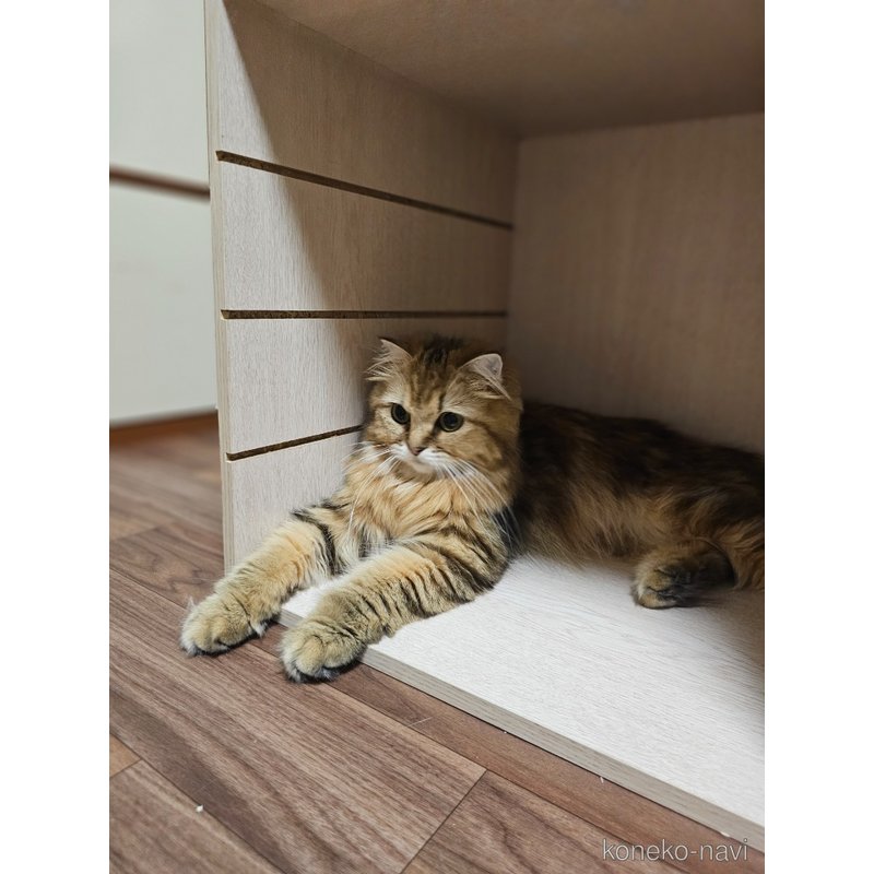 チョコちゃん1枚目