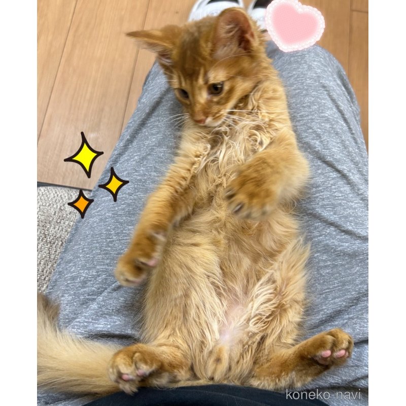 販売中の東京都のソマリ-122378の5枚目