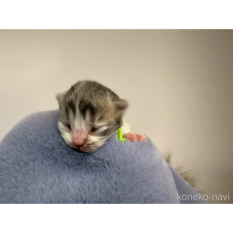 販売中の千葉県のラガマフィン-122379の8枚目