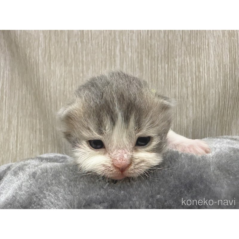 販売中の千葉県のラガマフィン-122379の6枚目