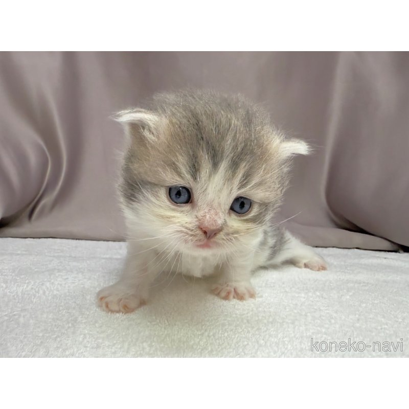 販売中の千葉県のラガマフィン-122379の4枚目