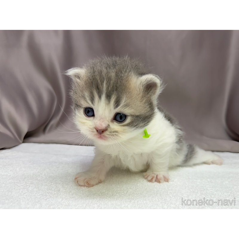 販売中の千葉県のラガマフィン-122379の5枚目