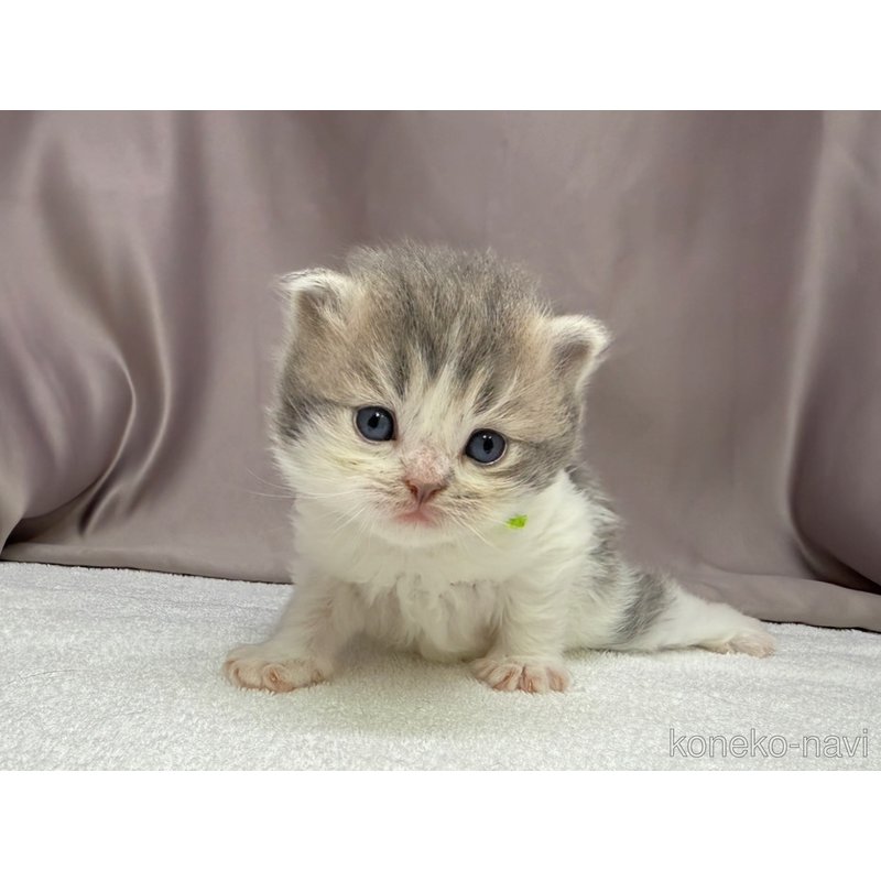 販売中の千葉県のラガマフィン-122379の2枚目