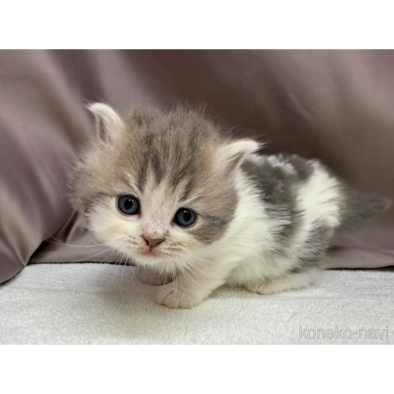 販売中の千葉県のラガマフィン-122379