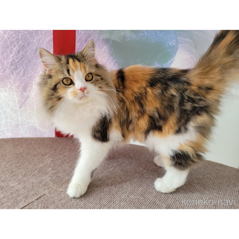 さよりちゃん1枚目