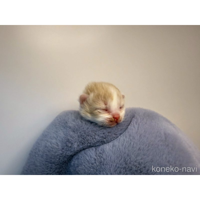 販売中の千葉県のラガマフィン-122380の7枚目