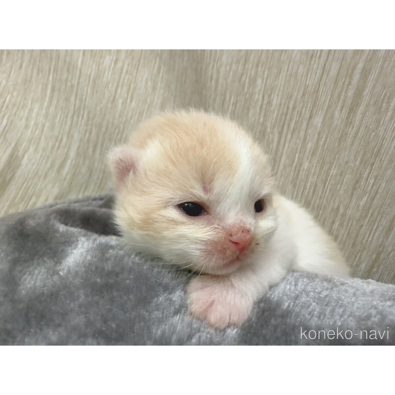 販売中の千葉県のラガマフィン-122380の5枚目