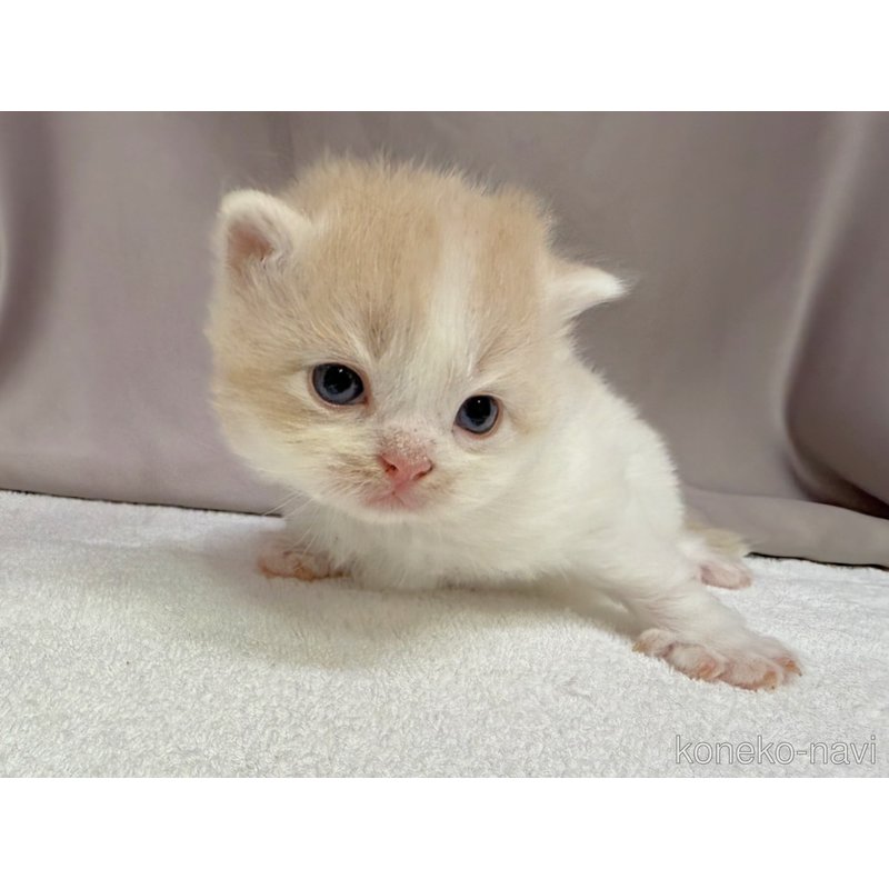 販売中の千葉県のラガマフィン-122380の3枚目