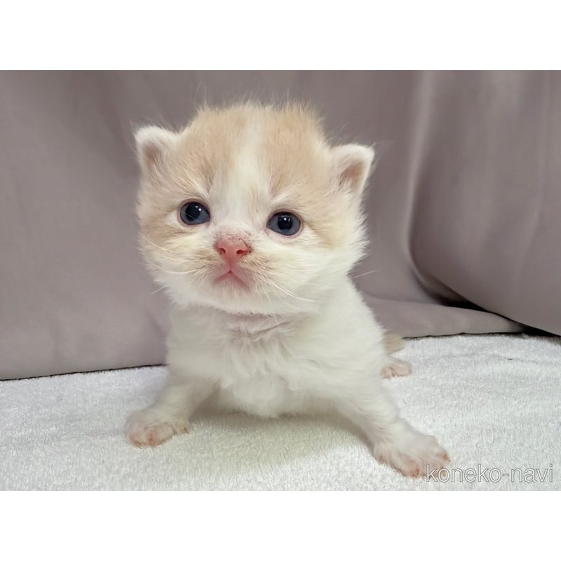 販売中の千葉県のラガマフィン-122380の4枚目