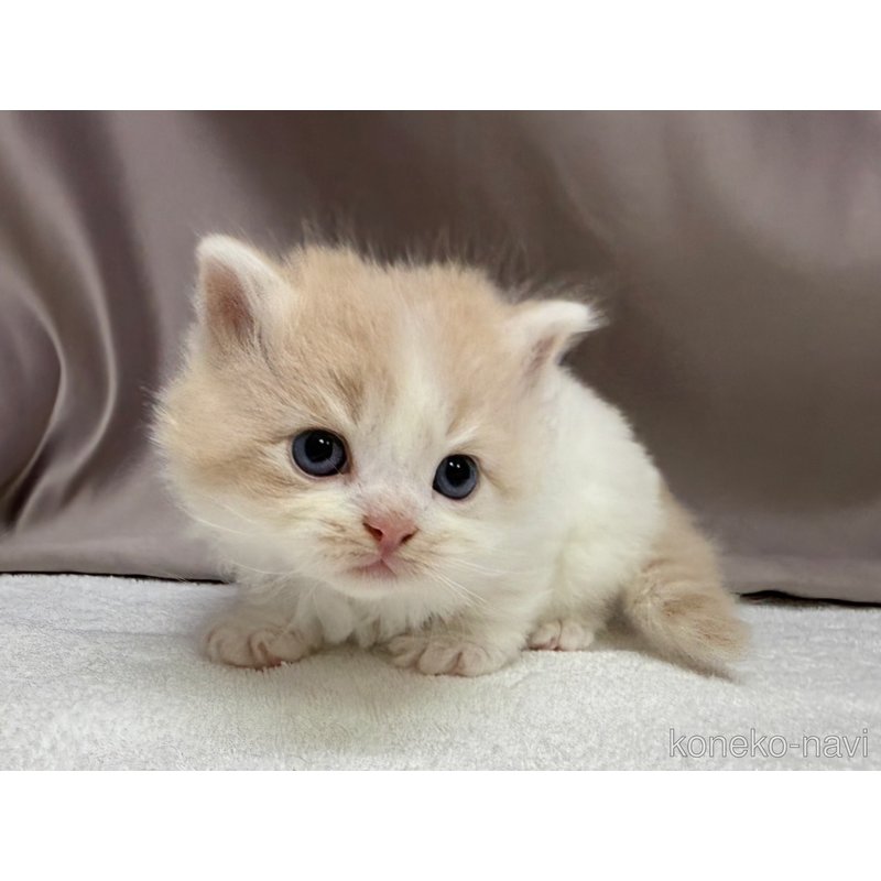 販売中の千葉県のラガマフィン-122380