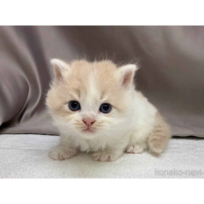 販売中の千葉県のラガマフィン-122380の2枚目