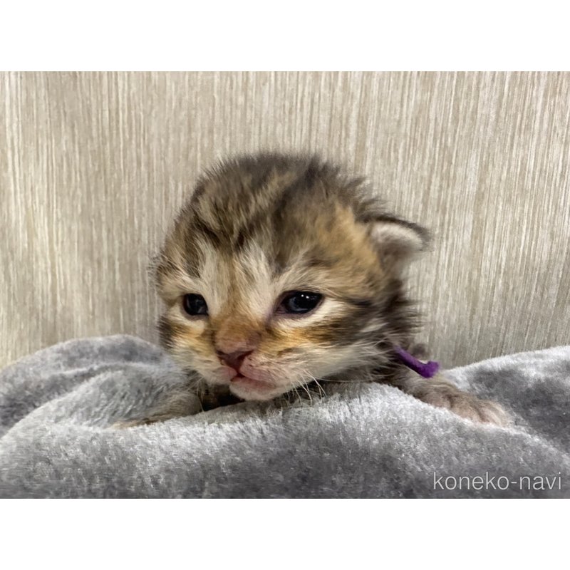販売中の千葉県のラガマフィン-122381の3枚目