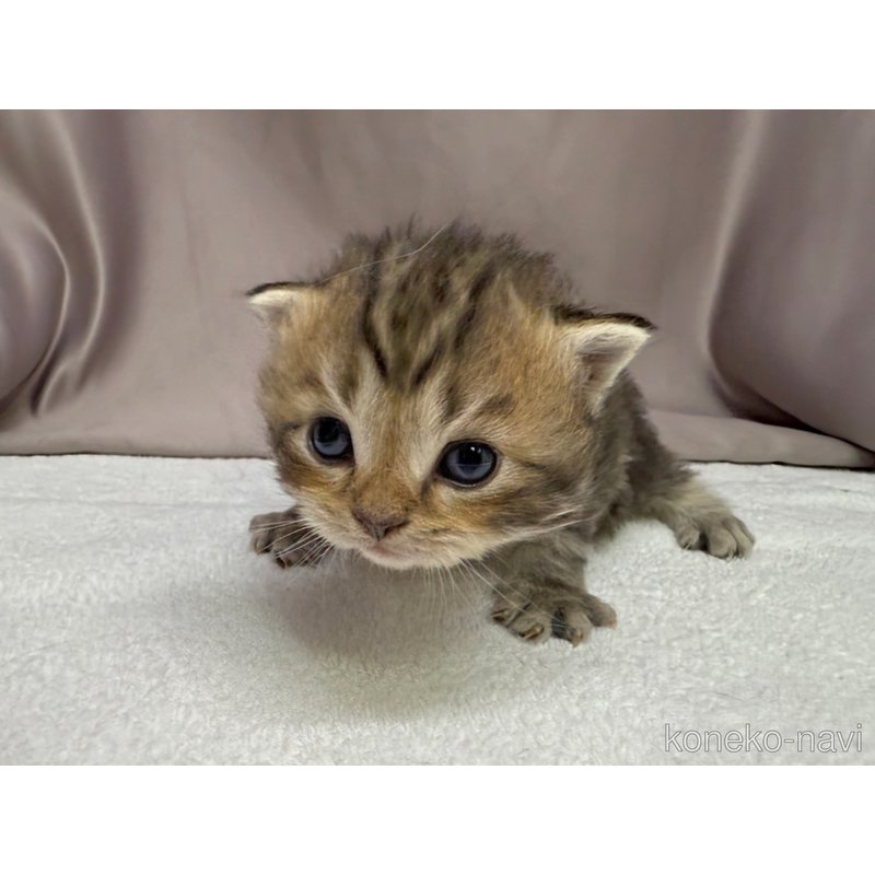 販売中の千葉県のラガマフィン-122381の4枚目
