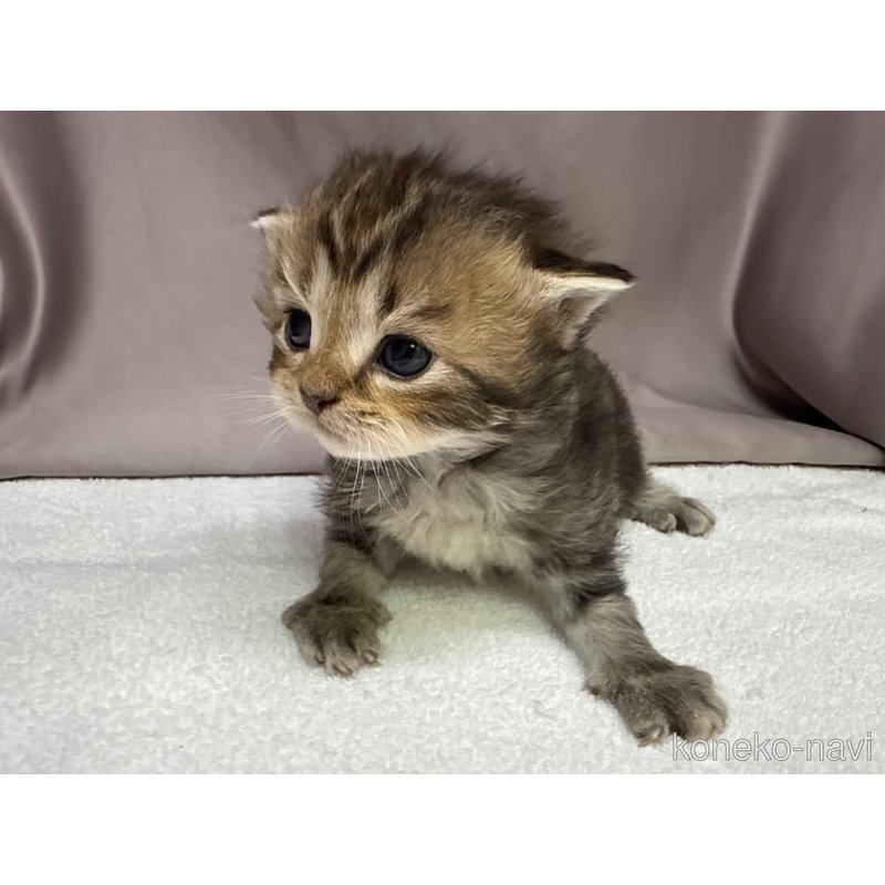 販売中の千葉県のラガマフィン-122381の5枚目
