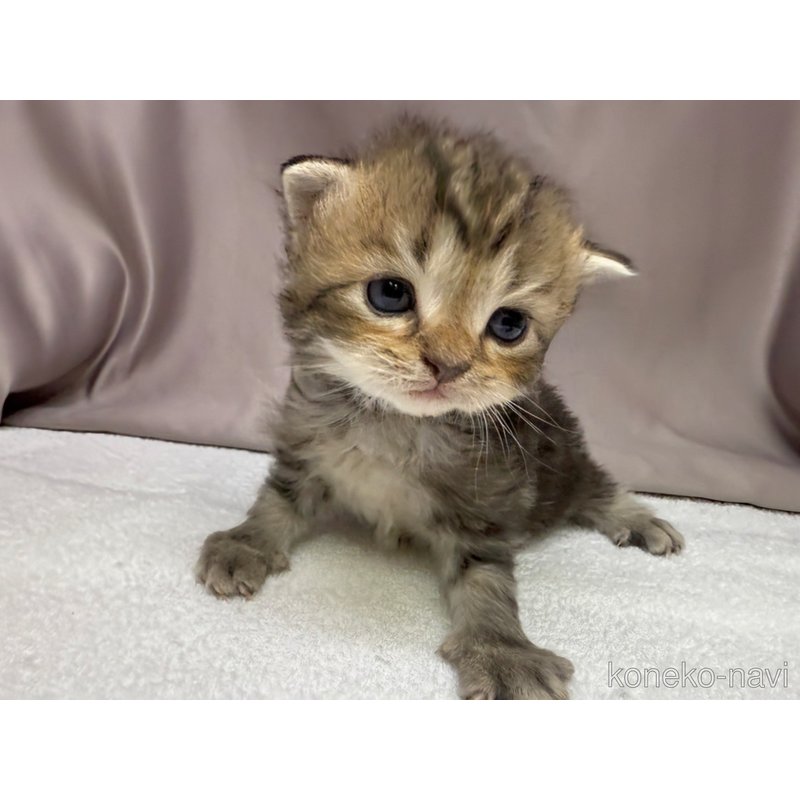 販売中の千葉県のラガマフィン-122381の6枚目