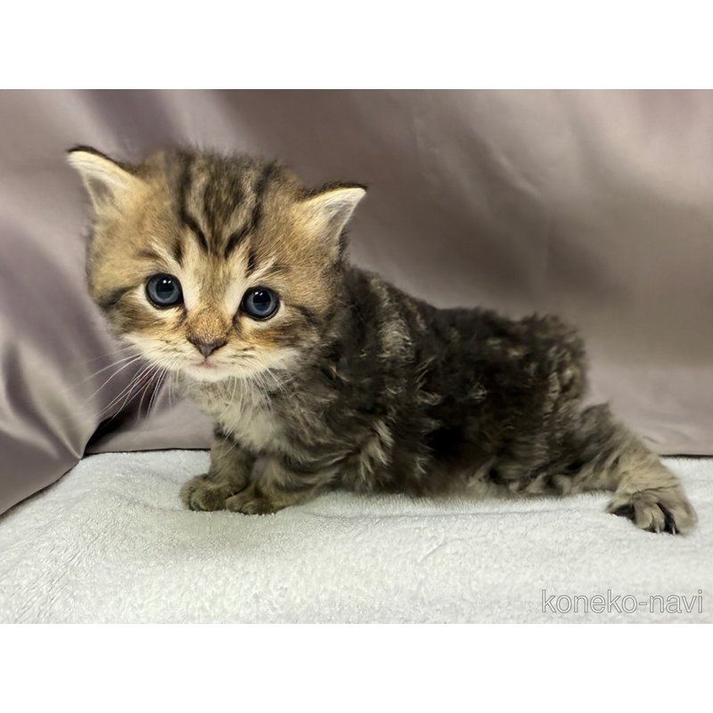販売中の千葉県のラガマフィン-122381の2枚目