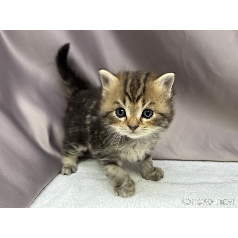 販売中の千葉県のラガマフィン-122381